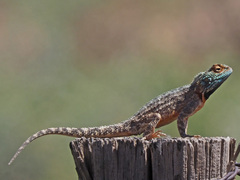 Agama aculeata aculeata