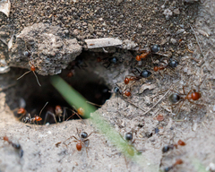 Myrmecocystus placodops