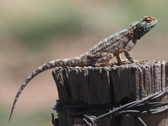 Agama aculeata aculeata