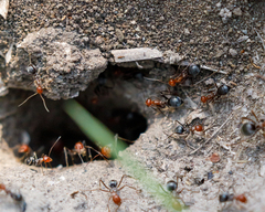 Myrmecocystus placodops