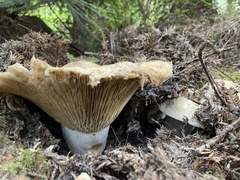 Russulales