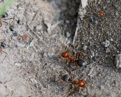 Myrmecocystus placodops