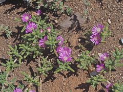 Drosanthemum hispidum