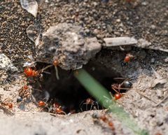 Myrmecocystus placodops