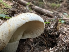 Russulales
