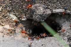 Myrmecocystus placodops