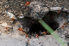 Myrmecocystus placodops