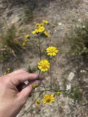 Hymenothrix dissecta