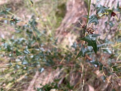 Platylobium obtusangulum