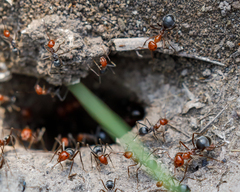 Myrmecocystus placodops