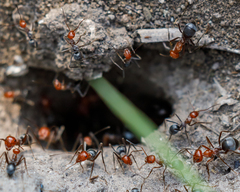 Myrmecocystus placodops