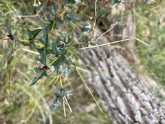 Platylobium obtusangulum