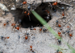 Myrmecocystus placodops