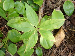 Lysimachia borealis