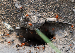 Myrmecocystus placodops