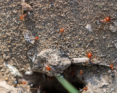 Myrmecocystus placodops