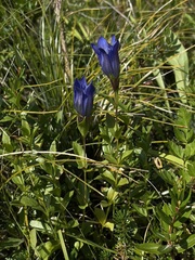 Gentiana calycosa