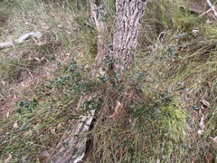 Platylobium obtusangulum