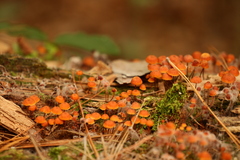 Xeromphalina