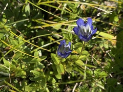 Gentiana calycosa