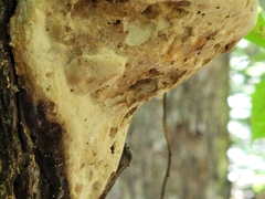 Pseudoinonotus dryadeus