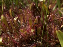 Drosera anglica