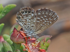 Brephidium metophis