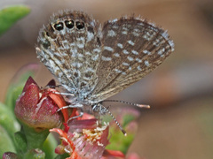 Brephidium metophis