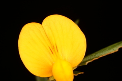 Stylosanthes biflora