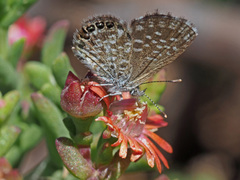 Brephidium metophis