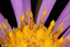 Eurybia hemispherica