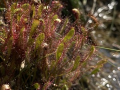 Drosera anglica