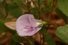 Clitoria mariana
