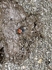 Chrysomya megacephala