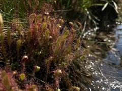 Drosera anglica