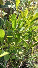 Symphyopappus casarettoi