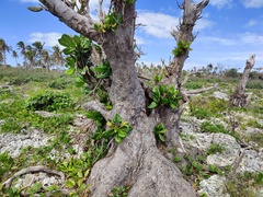 Barringtonia asiatica
