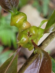 Beilschmiedia erythrophloia