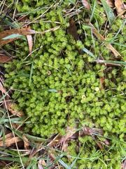 Ptychomnion aciculare