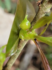 Beilschmiedia erythrophloia