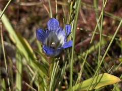 Gentiana calycosa
