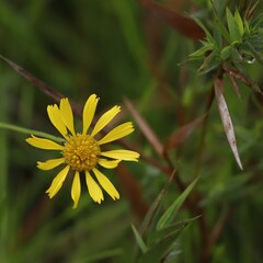 Balduina uniflora