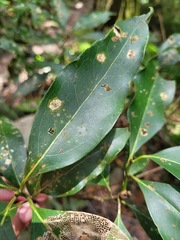 Beilschmiedia erythrophloia