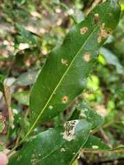 Beilschmiedia erythrophloia