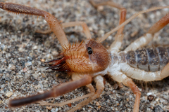 Solifugae