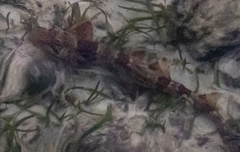 Hemiscyllium freycineti