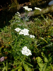 Achillea alpina