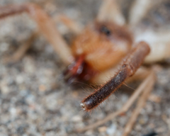 Solifugae
