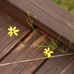 Coreopsis linifolia