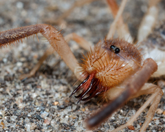 Solifugae